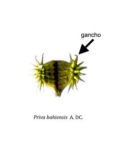 Gancho 2